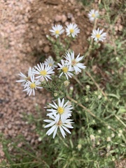 Symphyotrichum falcatum