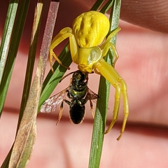 Augochlorella aurata