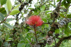 Metrosideros collina