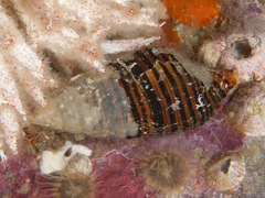 Turrilatirus turritus