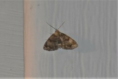 Metalectra richardsi