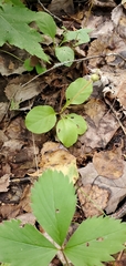 Pyrola elliptica