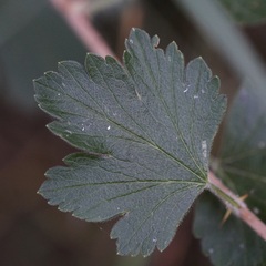 Ribes oxyacanthoides