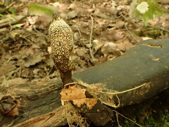 Xylaria longipes