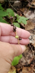 Pyrola elliptica