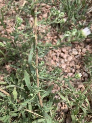 Symphyotrichum falcatum