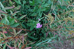 Phlox glaberrima interior