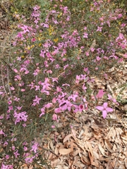 Boronia ledifolia