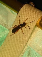 Ichneumon ambulatorius