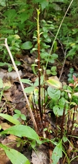 Calyptospora columnaris