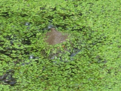 Chrysemys picta marginata