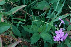 Phlox glaberrima interior