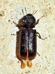 Apatides fortis