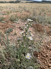 Symphyotrichum falcatum