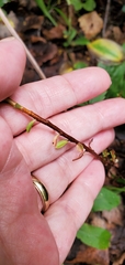 Calyptospora columnaris