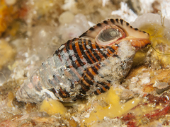 Turrilatirus turritus