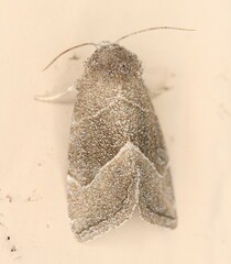 Plagiomimicus spumosum