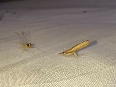 Fissicrambus mutabilis
