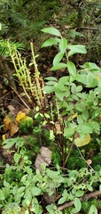 Calyptospora columnaris