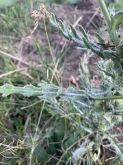 Cirsium canescens