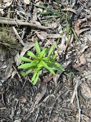 Senecio madagascariensis