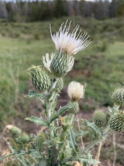 Cirsium canescens