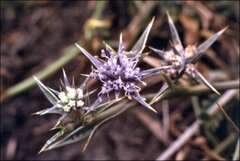 Eryngium vesiculosum
