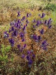 Eryngium leavenworthii