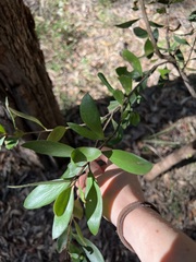 Persoonia cornifolia