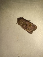 Lacinipolia renigera