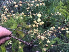 Acacia quadrilateralis