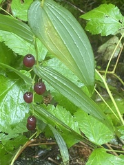 Streptopus amplexifolius