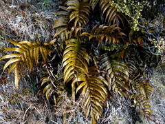 Blechnum montanum