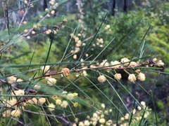 Acacia quadrilateralis