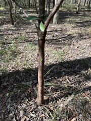 Persoonia cornifolia