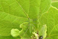 Peucetia viridans