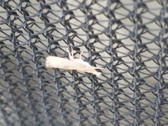 Parapediasia teterrellus