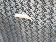 Parapediasia teterrellus