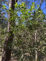 Persoonia cornifolia