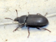 Blapstinus