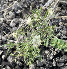 Chamaesaracha coronopus