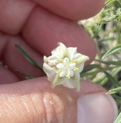 Chamaesaracha coronopus