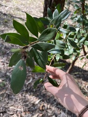 Persoonia cornifolia