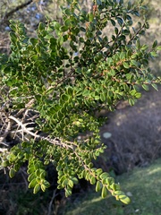 Azara microphylla