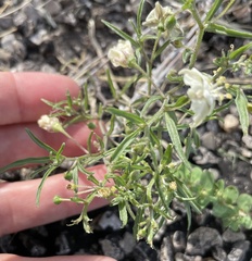 Chamaesaracha coronopus