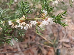 Cyanothamnus quadrangulus