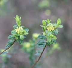 Pimelea flava