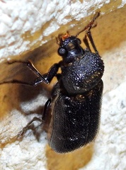 Apatides fortis
