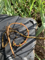 Myriophyllum sibiricum