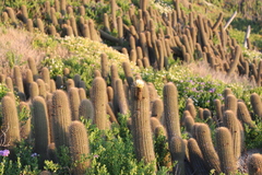 Trichocereus chiloensis